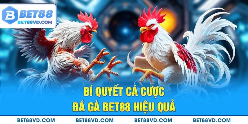 Bí quyết cá cược Đá Gà BET88 hiệu quả